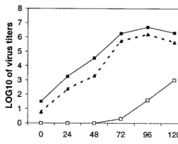 FIG. 4. Sensitivity of RPA for detection of both positive- and negative-strand RV RNAs