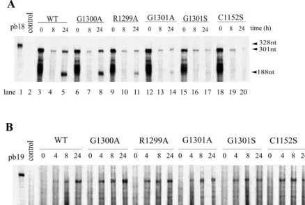 FIG. 5. RNA analysis of WT and mutant constructs. (A) Positive-strand RNA analysis. BHK-21 cells were electroporated with RNAs transcribed in vitro from acDNA clone containing the WT sequence (lanes 3 to 5) or the G1300A (lanes 6 to 8), R1299A (lanes 9 to 11), G1301A (lanes 12 to 14), G1301S (lanes 15 to 17), or