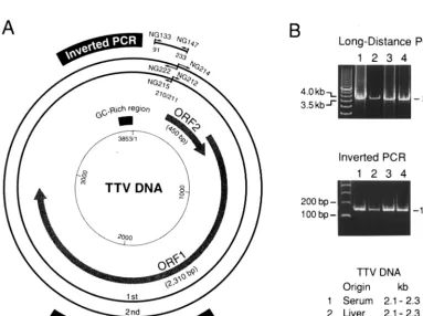 TABLE 2. Positions and nucleotide sequences of oligonucleotide primers used for PCR ampliﬁcation and primer extension