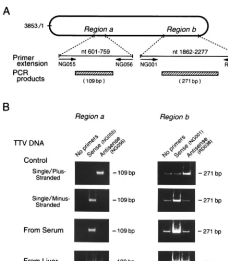 FIG. 3. (A) Primer extension of TTV DNA sequence. Using DNAs extractedfrom serum or liver tissues as templates, strand-speciﬁc primer extension was