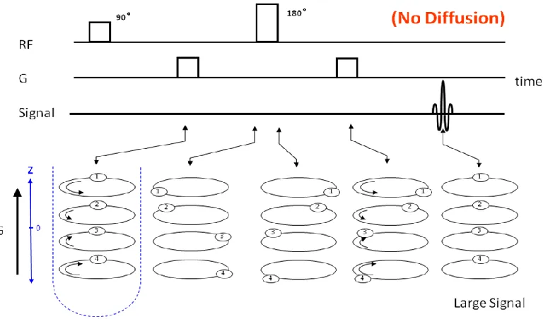 Fig. 2.9a. The race track analogy for a PGSE sequence in the absence  of diffusion.   