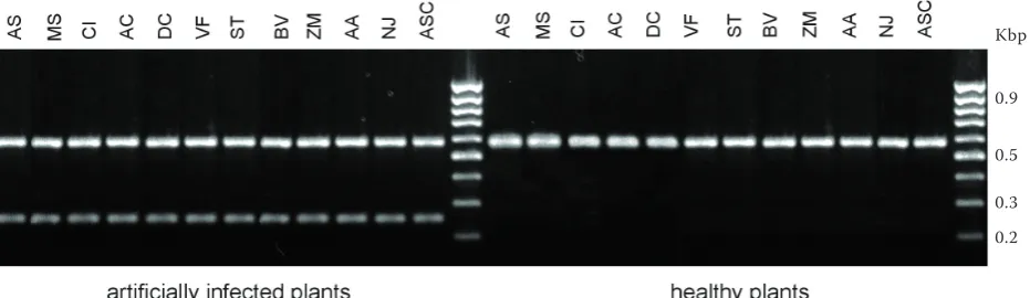 Table 3. Results of bioinformatic analyses of sequences acquired from RAPD