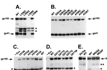 FIG. 1. Diagram of the gp41 self-assembly domain. (A) Linear representation of domains in gp41