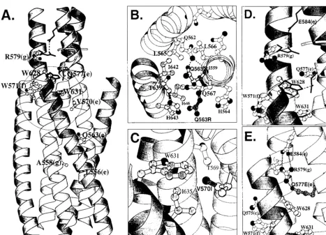 FIG. 5. Ribbon diagrams of the gp41 self-assembly domain generated with Molscript (10)