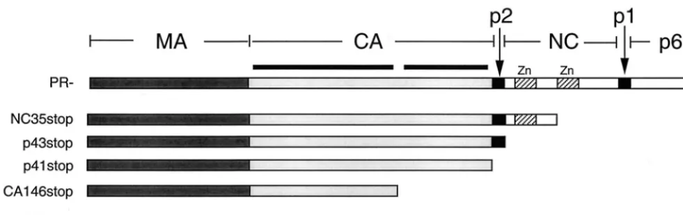 FIG. 1. Schematic representation of HIV-1 Gag C-terminal truncation mutants. The domain structure of the Gag precursor Pr55Gagexpressed in the truncation mutants analyzed in this study are indicated
