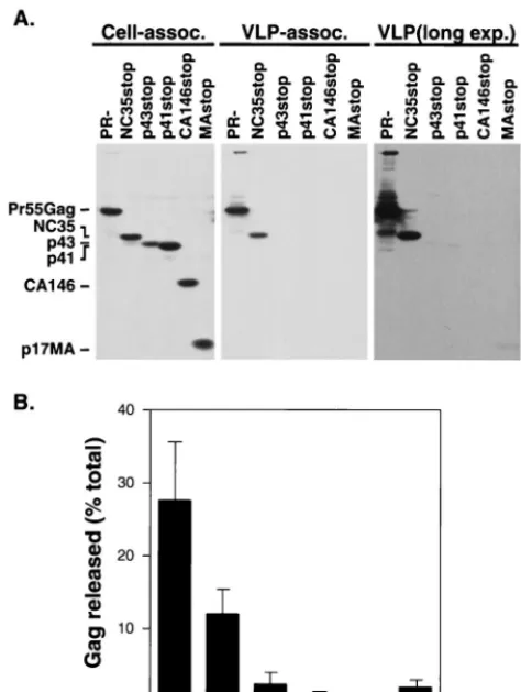 FIG. 3. Coexpression of full-length Gag with the myristylated (WT) forms ofthe truncated Gag proteins