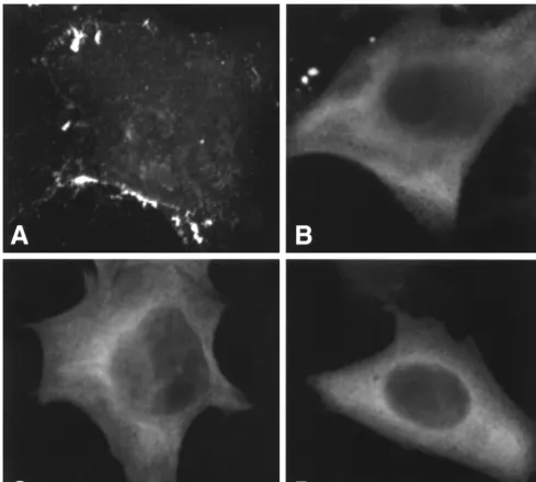 FIG. 6. Confocal microscopy of Gag-expressing cells. HeLa cells were transfected with pNL4-3/PR� (A), pNL4-3/1GA/PR� (B), pNL4-3/1GA/NC35stop (C), orpNL4-3/1GA/CA146stop (D) and examined by confocal microscopy as described in Materials and Methods.
