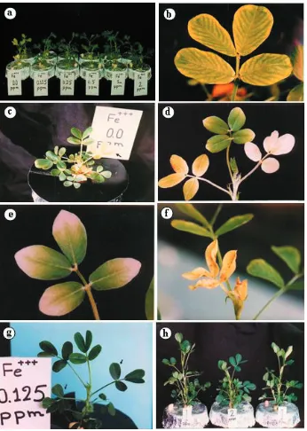 Figure 1. Step-by-step morphological changes in the shoot system: (a) appearance of the first chlorosis in the fourth leaves of plants grown in Fe-free media; (b) a typical iron chlorosis symptoms observed at the first chlorosis stage; (c) the first regreening process developed in the youngest leaves but not in already chlorotic leaves; (d) the second chlorosis and regreening stages with different symptoms; (e) a leaf in the second regreen-ing stage; (f) the third and last chlorosis with necrotic areas in the eleventh leaves of the Fe-free media grown plants; (g) regreening and crumpling in already chlorotic leaves of plants grown in Fe-treated (0.125 ppm) media; (h) shoot growths in plants grown in 1 ppm Fe (left and right) and 2 ppm Fe (middle)