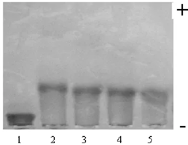 Fig. 5. The effects of Cu, Fe, V and Ti on electrophoretic mobility of LDL. (1) n-LDL; (2) n-LDL + Cu; (3) n-LDL + Fe; (4) n-LDL + V; (5) n-LDL + Ti