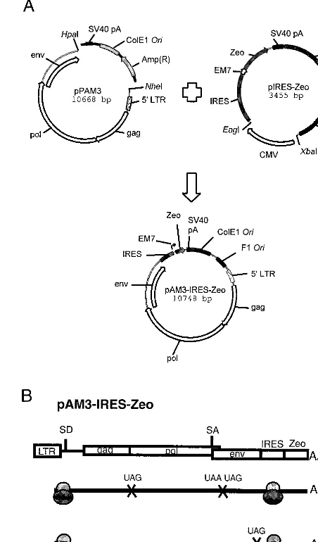 FIG. 1. Construction and cap-independent translation mechanism of the chi-meric pAM3-IRES-Zeo helper virus