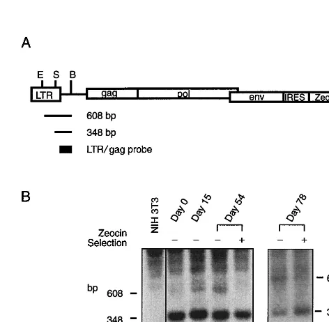 TABLE 1. Titer of LTKOSN.2 VPC subclones before and aftertransfection of pAM3-IRES-Zeo helper virus