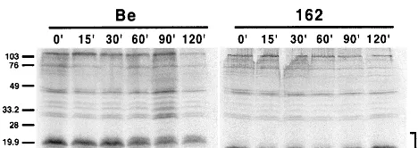 FIG. 3. Pulse-chase analysis of Us9. PK15 cells were infected with eitherPRV Be (wild type) or PRV 162 (del 46–55) at an MOI of 10