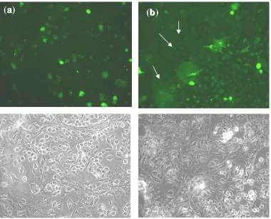 Fig. 3.  Translocation of VP22-GFP between different cell types.  The distribution of GFP-VP22 into the non-transfected Vero microscopes