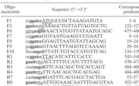 TABLE 1. Oligonucleotides used for the construction ofMpB GroEL deletion mutants