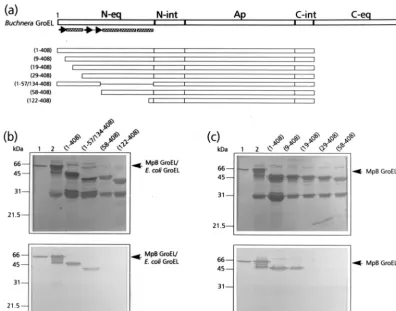 FIG. 1. Mapping of the N-terminal PLRV-binding site by virus overlay assays of deletion derivatives of MpB GroEL
