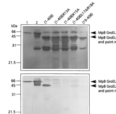 FIG. 2. (a) Schematic representation of PLRV-binding activities of syntheticdecameric peptides corresponding to amino acid residues 1 to 57 of the N-