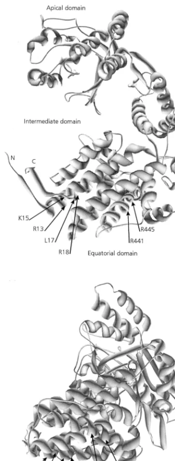 FIG. 8. Model of a Buchneraacid residues critical for PLRV binding. R13, K15, L17, and R18 belong to theN-terminal region of the equatorial domain, and R441 and R445 are in theC-terminal region of the equatorial domain