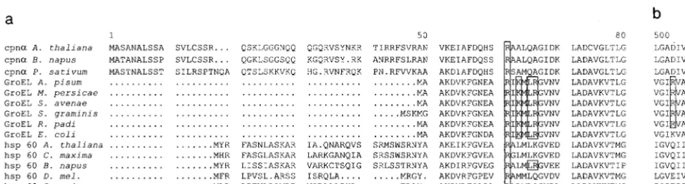 FIG. 9. Alignment of Hsp60/GroEL amino acid sequences of mitochondria, E. coliof(Q05046),aligned using the PILEUP program (Genetics Computer Group, Madison, Wis