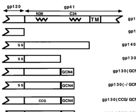FIG. 1. Structure of the soluble HIV-1 envelope glycoprotein variants. Thepartial structures of the soluble gp120, gp140, and gp130 envelope glycoproteins