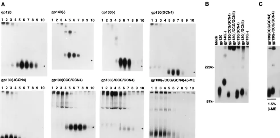 FIG. 3. Molecular exclusion chromatography of soluble envelope glycoproteins. The YU2 gp120 and gp130(�200 column and compared with molecular size standards, the positions of which are indicated by arrows
