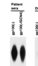 FIG. 4. Recognition of the soluble HIV-1 envelope glycoprotein variants bythe DP178 gp41 peptide