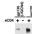 FIG. 6. CCR5 binding of the soluble HIV-1 envelope glycoproteins. Equiv-alent amounts of radiolabeled soluble envelope glycoproteins were incubated