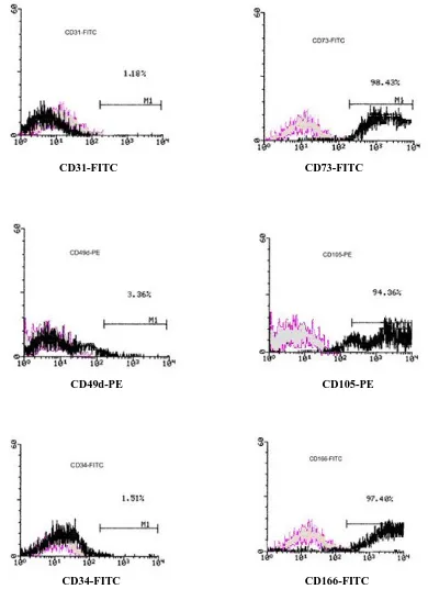 Fig. 2. Flow cytometry histograms show the immunophenotype of UC-MSC isolated from the postnatal human umbilical vein