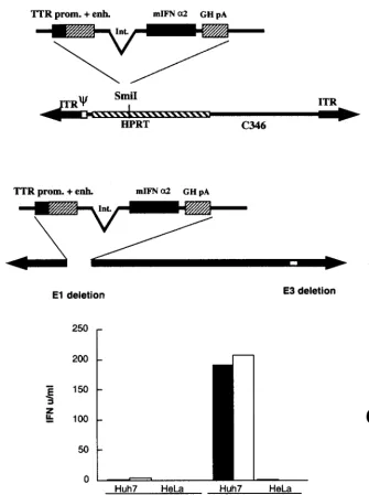 FIG. 1. Structure of HD-IFN and Ad-IFN and expression of mIFN-�left-terminus Ad5 internal terminal repeats (ITR) and packaging signal (human fragment of the C346 cosmid; and the right-terminus Ad5 ITR sequence