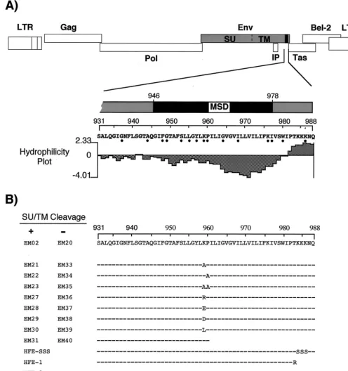 FIG. 1. Schematic illustration of the FV MSD and artiﬁcial amino acid changes. (A) Organization of the FV genome and enlarged C-terminal region of the Envprotein containing the putative MSD and CyD