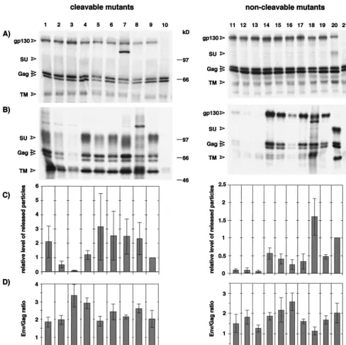 FIG. 2. Expression analysis and support of FV particle release by MSD mutants. 293T cells were cotransfected with pMH62 and the Env expression constructsindicated below