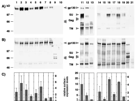 FIG. 6. Relative infectivity of mutant viral particles normalized for virus-associated Gag proteins