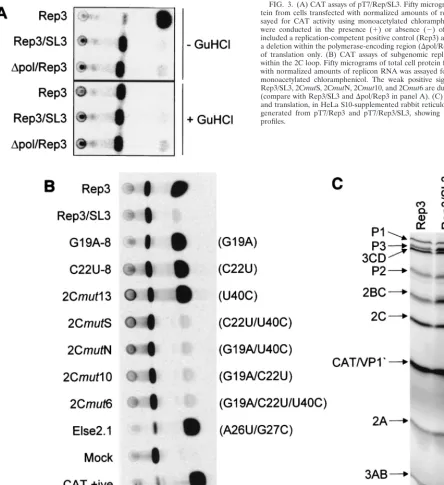 FIG. 3. (A) CAT assays of pT7/Rep/SL3. Fifty micrograms of total cell pro-tein from cells transfected with normalized amounts of replicon RNA was as-