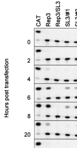 FIG. 4. Replication of pT7/Rep3/SL3#1 and pT7/Rep3/SL3#3. Standard-ized levels of in vitro-generated RNA were transfected into Ohio-HeLa cells,