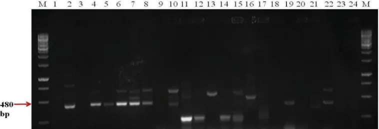 Fig. 3: Representative picture of PCR amplification for nematode-active cry genes in Bt isolates and strains
