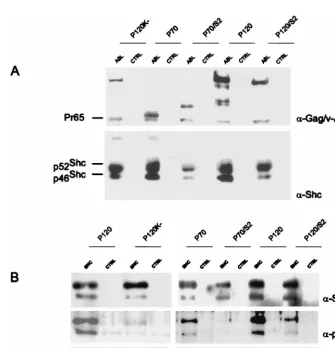 TABLE 1. P70/S2 fails to transform NIH 3T3 cellsa
