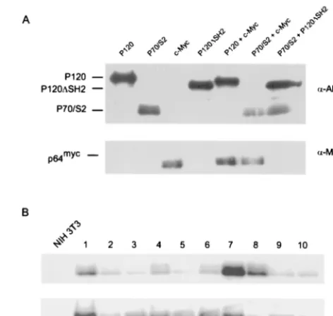 TABLE 2. Carboxyl-terminal sequences are required in cisa