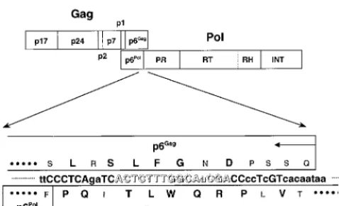 TABLE 1. Sequences of PNA oligomers and locations of targetedgenes relative to the HXB2 numbering system