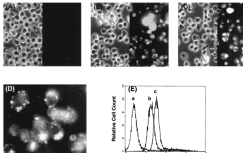 FIG. 2. Cellular uptake of PNA. (A to C) Chronically HIV-1-infected H9LAIwas the untreated control so that each cell could be clearly visualized