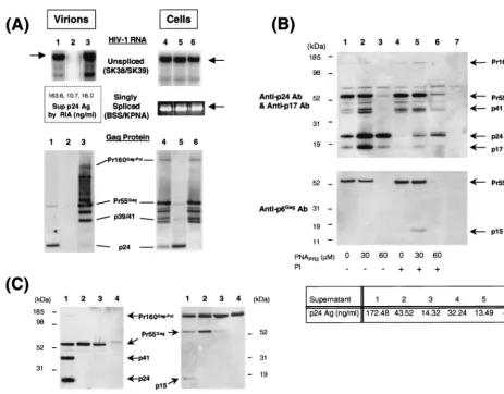 FIG. 5. Effects of PNAPR2 on Gag-Pol expression and virion production in HIV-1-infected cells (A and B) and on Gag protein expression in HLtat cells transfectedwith the Gag expression plasmid p55M1-10 (C)