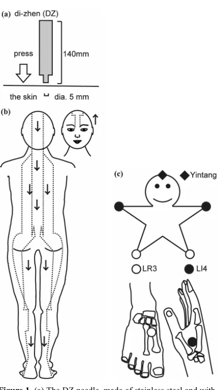Figure 1. (a) The DZ needle, made of stainless steel and with a column-like body and a flat head, was used vertically to exert soft pressure on the skin of the subjects; (b) Over 120 applied points were stimulated from the head to the feet on both sides of