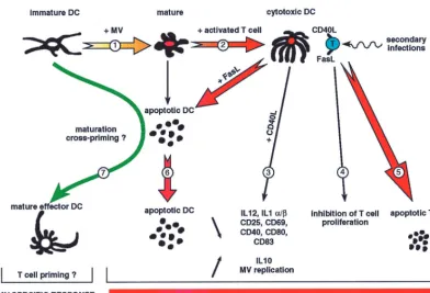 FIG. 5. Model of immunosuppression induced by MV-infected DCs. 1, peripheral immature DCs mature and migrate when they are MV infected; 2, MV-infectedCD40-activated DCs become cytotoxic DCs; 3, cytotoxic DCs show low IL-12 secretion and defective cosignal membrane molecules that render them unable to prime