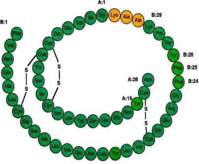 Figure 1: Structure of Human Insulin. Figure 1: 
