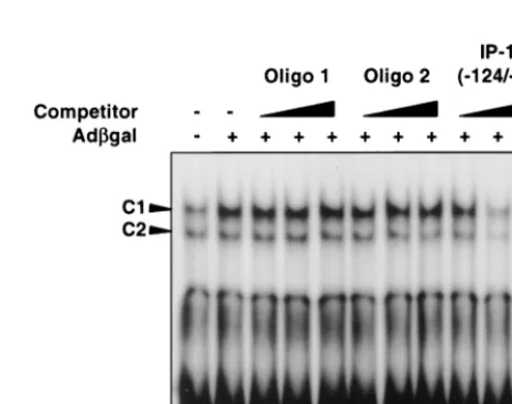 FIG. 4. Competitor EMSA using nuclear extracts from adCMV�REC cells and radiolabeled probe IP-10(peted away by the nonspeciﬁc DNA fragment (Oligo 1) or by a DNA fragmentcontaining an alternate NF-tein interaction is competed for effectively with unlabeled 