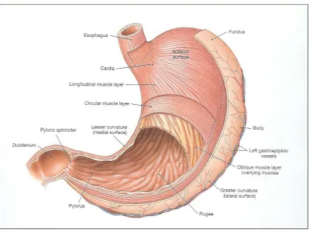 Figure 1.2 Structure of Stomach 