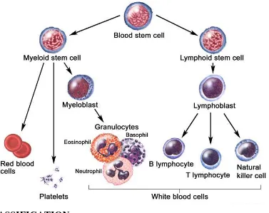 Fig 10: The process And several steps involved in the formation of red blood cell, 