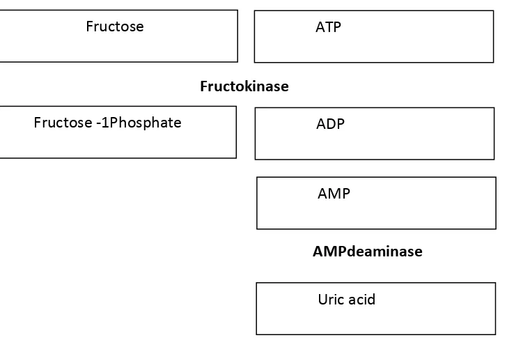 Figure  1. Pathway of uric acid synthesis from fructose 