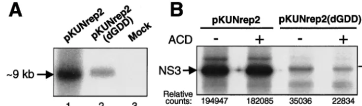 FIG. 3. Comparison of RNA and protein syntheses from the RNA replication-competent and RNA replication-defective KUN replicon DNA vectors