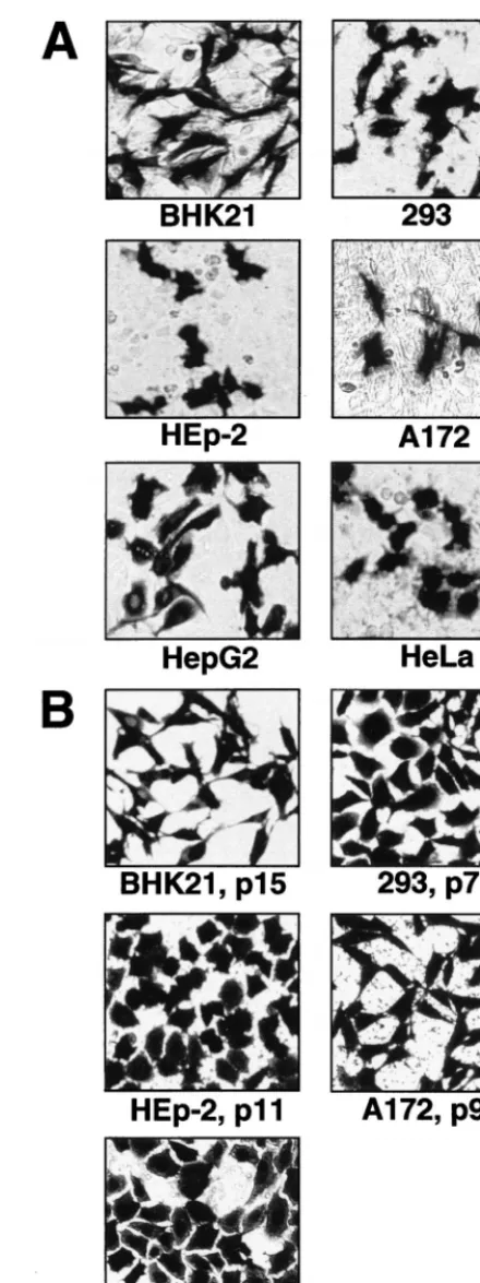 FIG. 5. Expression of-Gal in different cell lines using DNA-based KUNfection with the pKUN(A172 cells) DNAs and subsequent puromycin selection