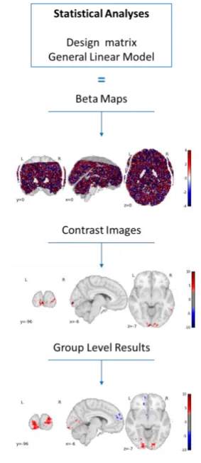 Figure 30 fMRI data analyses. Example of a beta map (upper), a contrast map at the single subject level (middle) and at the group level (lower)