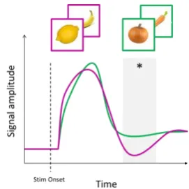 Figure 36 MEG univariate analyses: TFA. Example of the TFA reconstruction of the MEG signal from left occipital sensors after the presentation of a written word